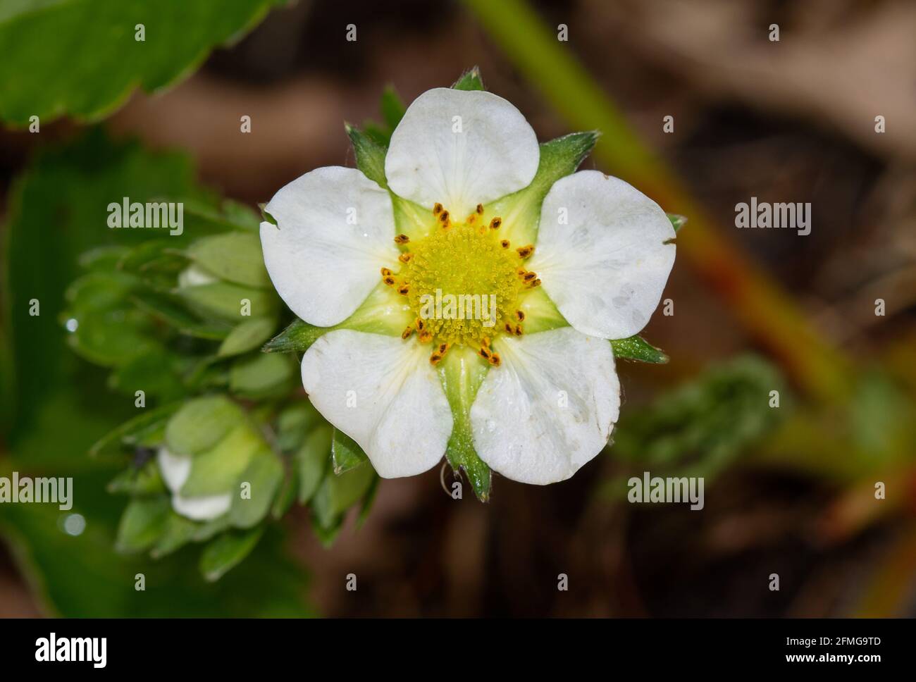 Primo piano del fiore bianco di una fragola Foto Stock