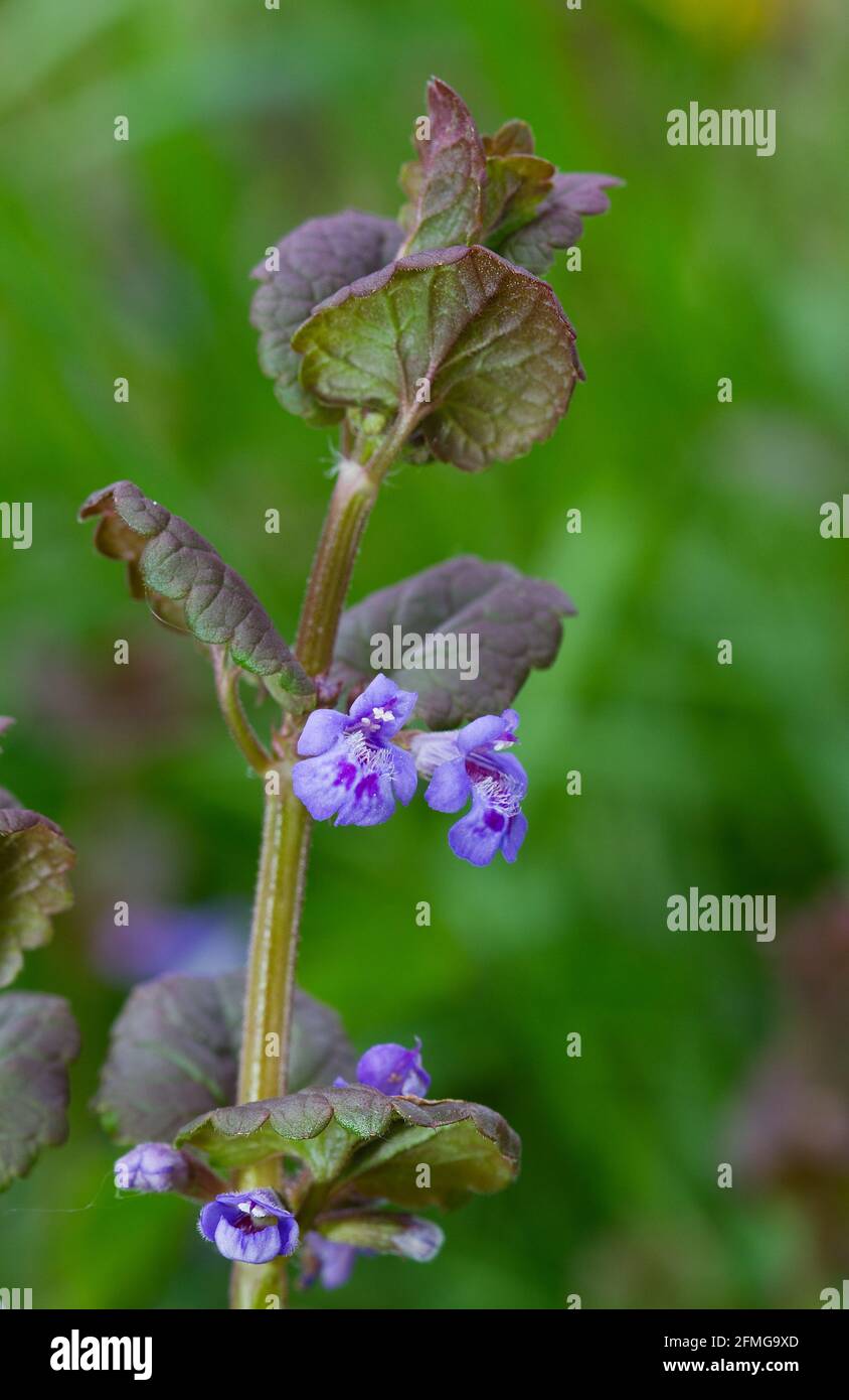 Primo piano di groud-Ivy, fiorente con piccoli fiori bluastro-violacei Foto Stock