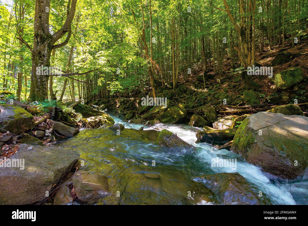 torrente d'acqua nella faggeta. scenario naturale primaverile in una giornata di sole. rapido torrente scorre tra le rocce. alberi sulla riva rocciosa in verde lussureggiante foli Foto Stock