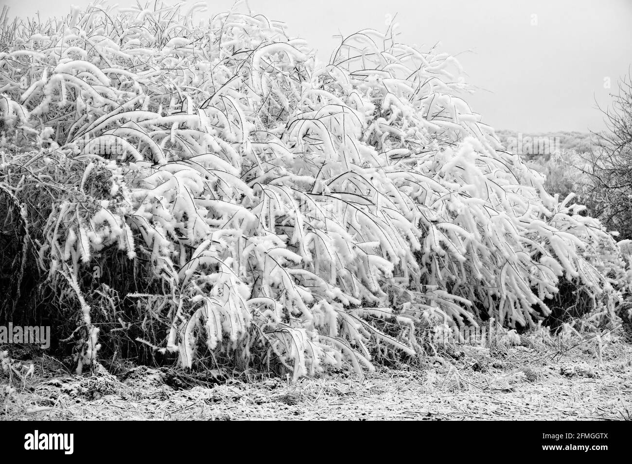 Gelo bianco (rime) sui rami dell'albero è squisito nella grazia di lunghi cristalli sottili - lastra-cristallo gelo Foto Stock