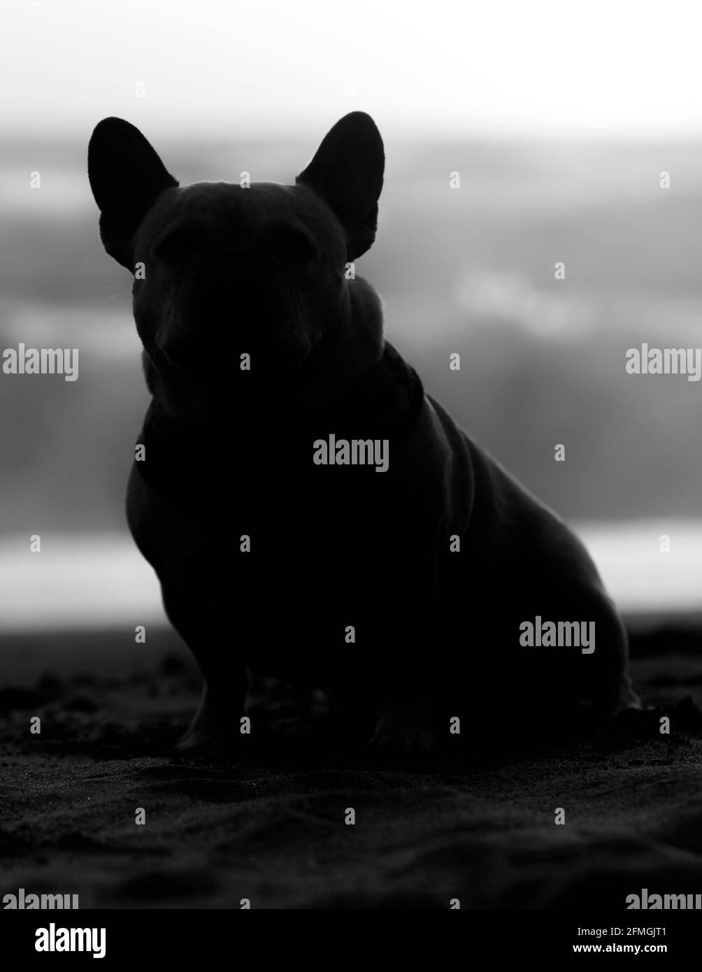Frenchie Silhouette. Bulldog francese seduto in spiaggia e guardando la macchina fotografica al tramonto. Foto Stock