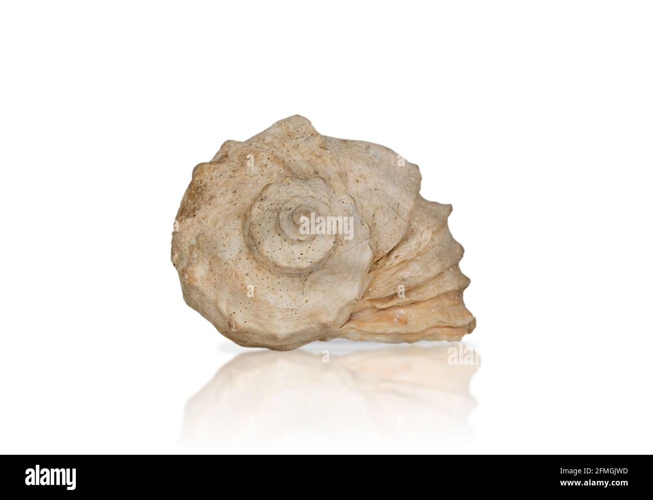 Rapana Seashell isolato su sfondo bianco. Primo piano. Oceano. Foto Stock
