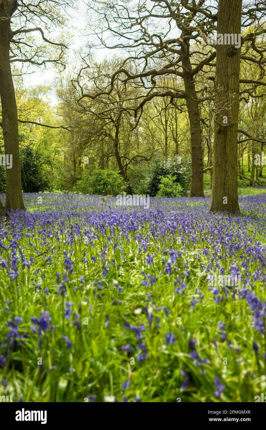 Ritratto primo piano di boschi allagati con Bluebells a Canterbury, Kent. Foto Stock