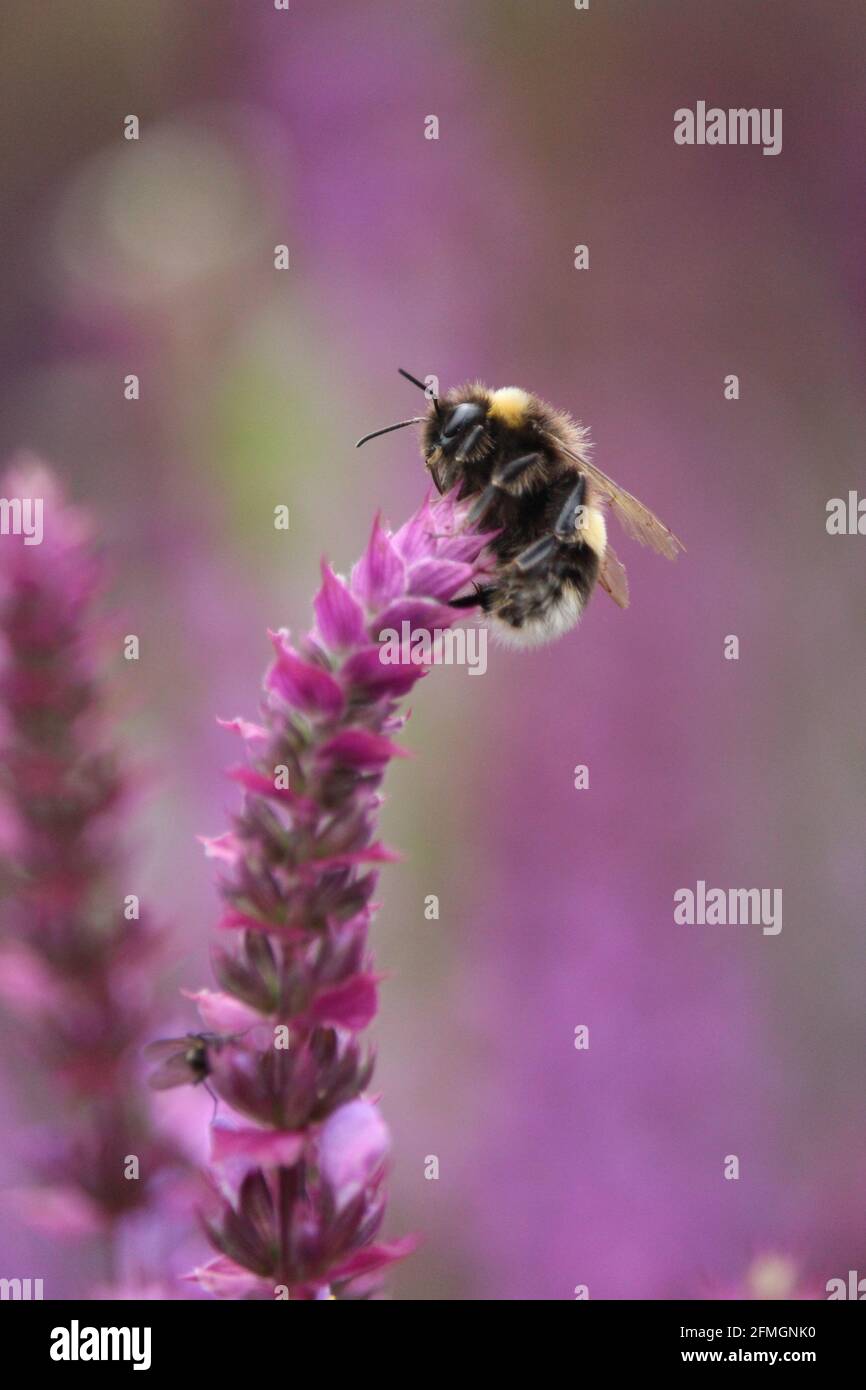 Un'ape sulla cima della pianta di Salvia pronta per il decollo per il prossimo ritrovamento di pianta. Foto Stock