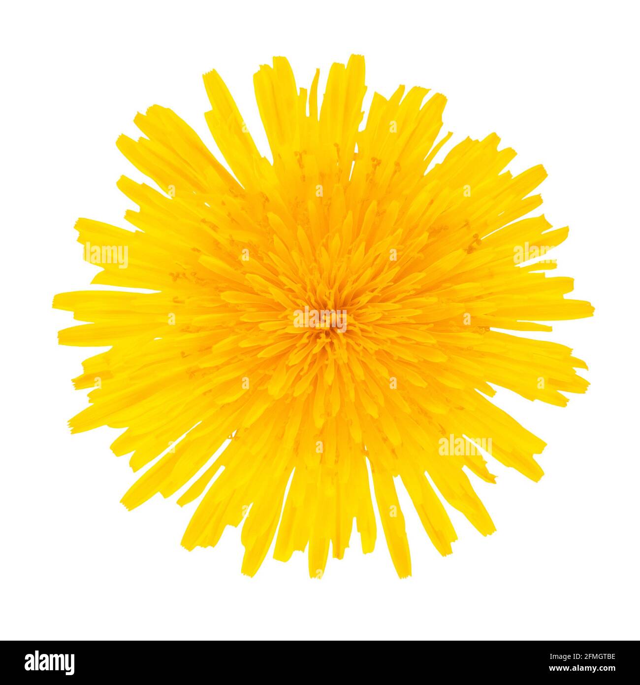 Dente di leone fiore giallo isolato su sfondo bianco. Foto Stock