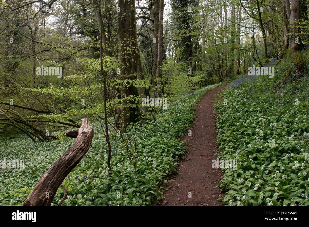 Holcombe Wood, Holcombe, Somerset, Regno Unito Foto Stock