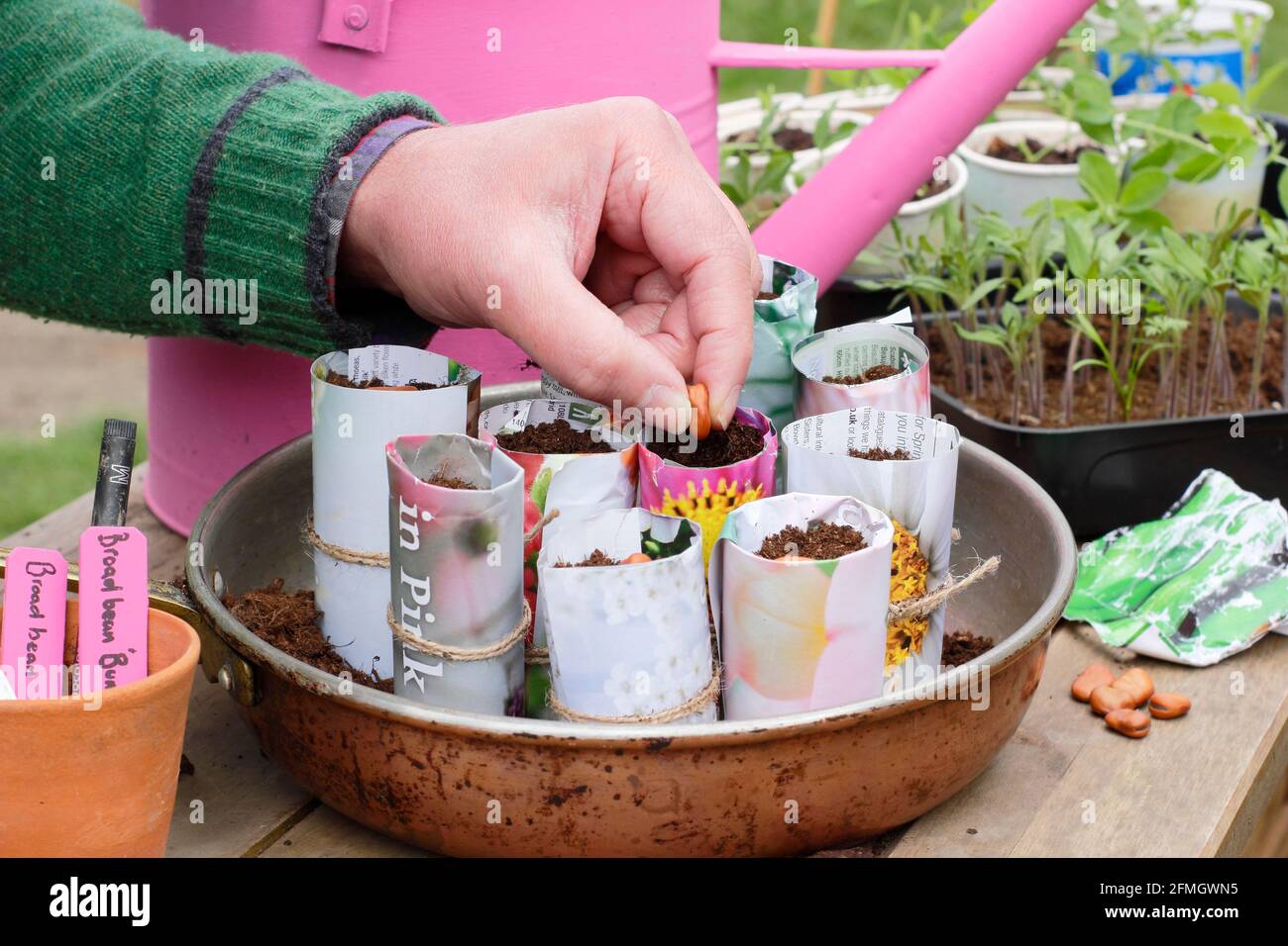 Semina in pentole di carta. Semina fagioli larghi in vasi di carta profondi  all'interno per aiutare la germinazione. Vicia faba "Bunyard's Exhibition".  REGNO UNITO Foto stock - Alamy