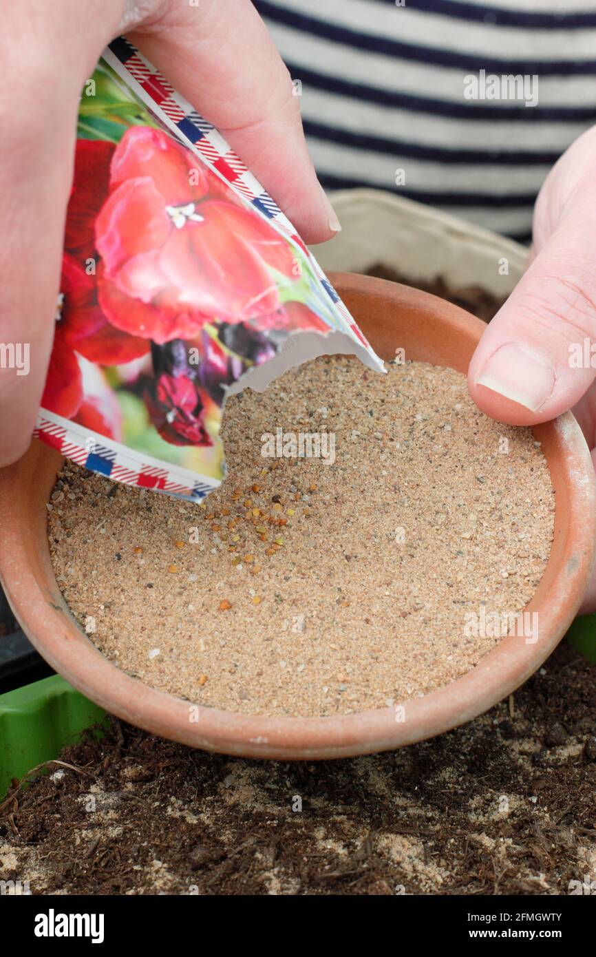 Semi di fiori fini mescolati con sabbia orticola per aiutare la distribuzione uniforme quando semina in un vassoio di semi Wallflower 'carlet Bedder'. Foto Stock