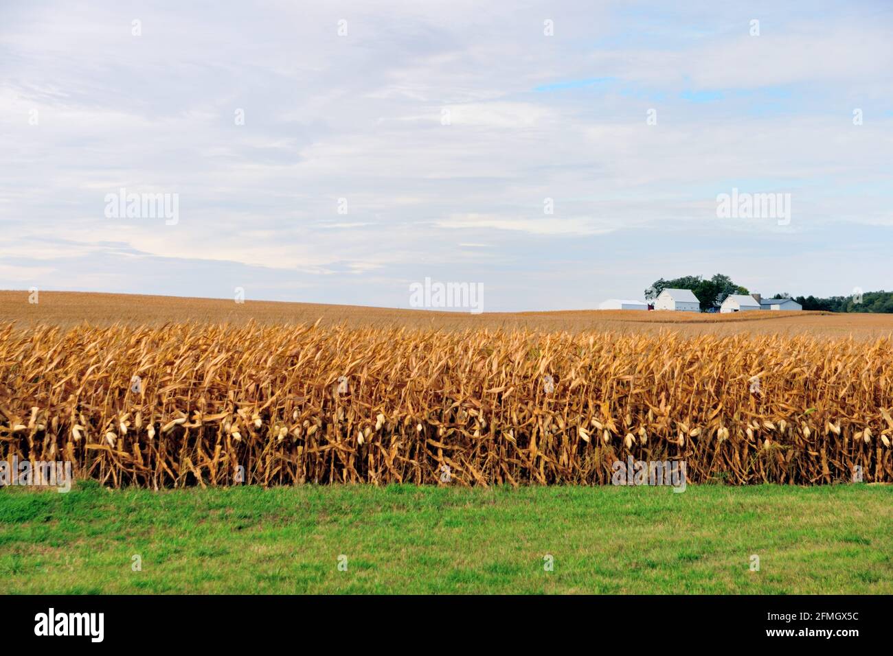 Norvegia, Iowa, Stati Uniti. Un mare di mais attende la raccolta nel mezzo del Midwest degli Stati Uniti. Foto Stock