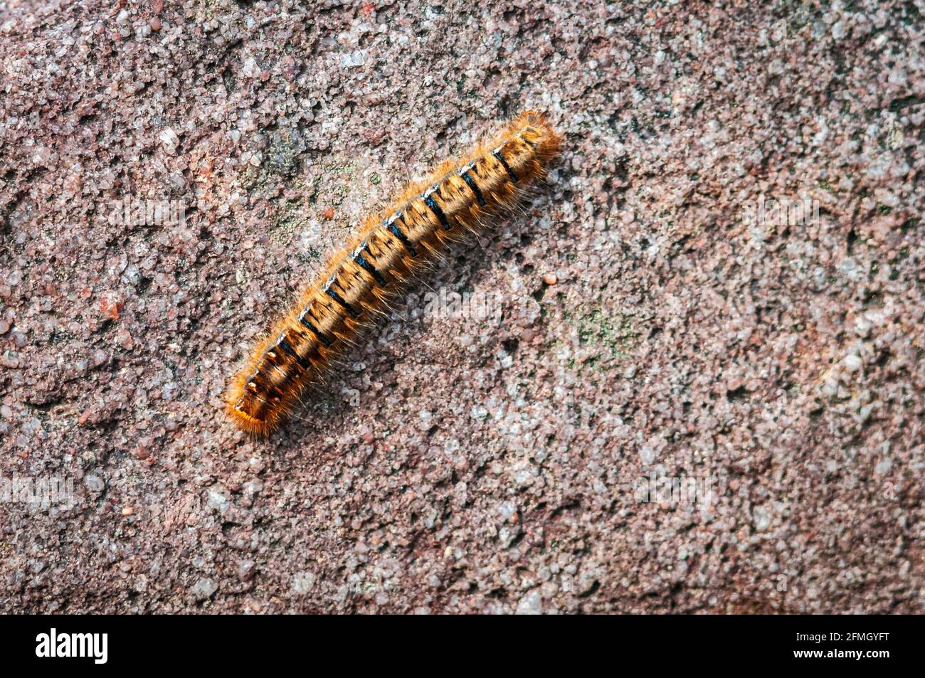 Un'immagine in primo piano HDR della Fox Moth Caterpillar, Macrotylacia rubi, su una roccia, Gruinard Bay, Ross e Cromarty, Scozia. 20 maggio 2014 Foto Stock