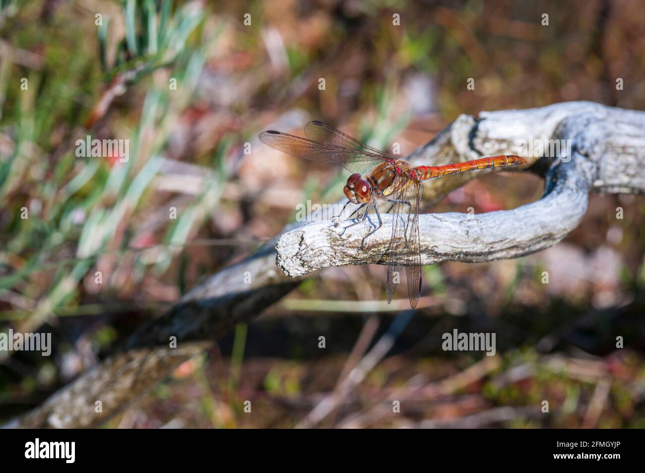 Un'immagine HDR dell'estate 3 di un Dragonfly comune di Darter, Sympetrum striolatum, che si basa su legno morto, Meathop Moss, Cumbria, Inghilterra. 07 agosto 2015 Foto Stock
