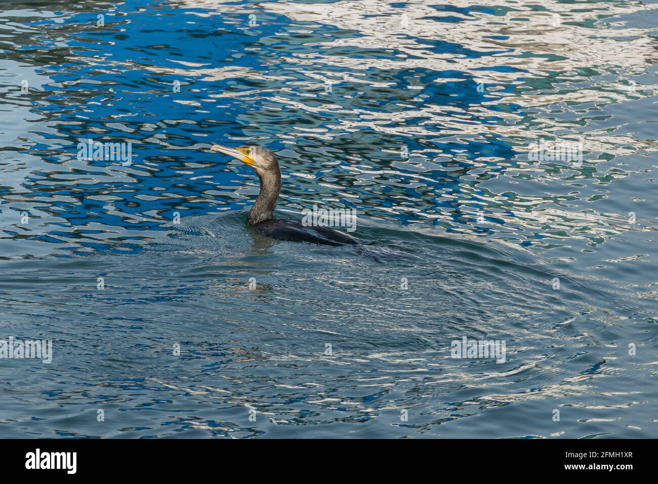 vista dal molo di cormorano nuotare mentre pesca falacrocorax carbo Foto Stock