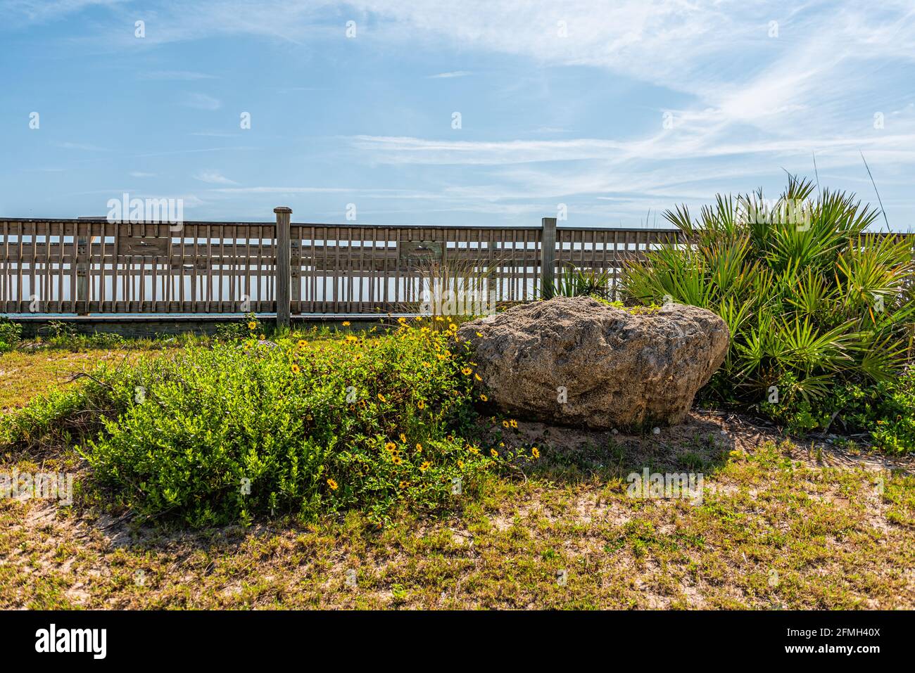 River to Sea Preserve a Marineland, spiaggia della Florida settentrionale vicino a St Augustine con piante di fiori gialli e passerella in legno nel giorno di sole Foto Stock