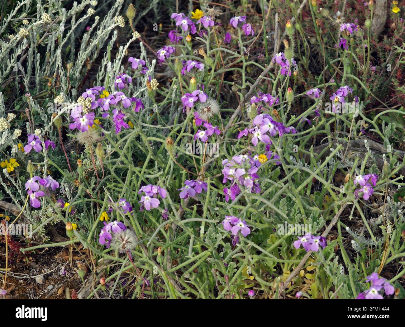 Mattiola primo piano nella natura Foto Stock