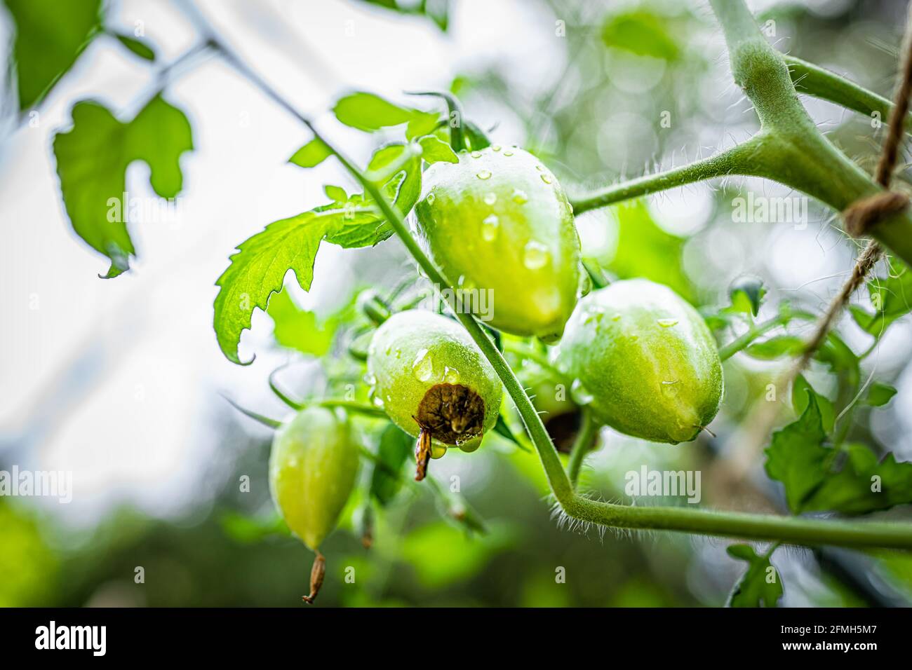 Macro closeup di varietà verde atomico di pomodori piccoli gruppo grappolo che cresce su pianta vite in giardino con malattia di fine marciume dei fiori calci Foto Stock