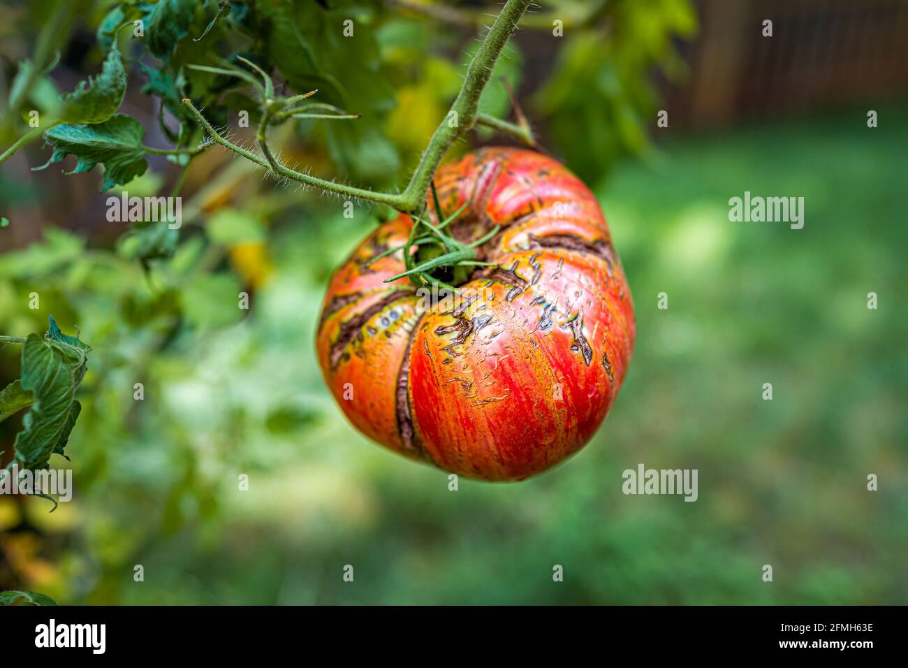 Macro closeup di grandi jazzs rosa a strisce di colore rosso di Heirloom maturo pomodoro appeso crescere su pianta vite in giardino con bokeh di verde Foto Stock
