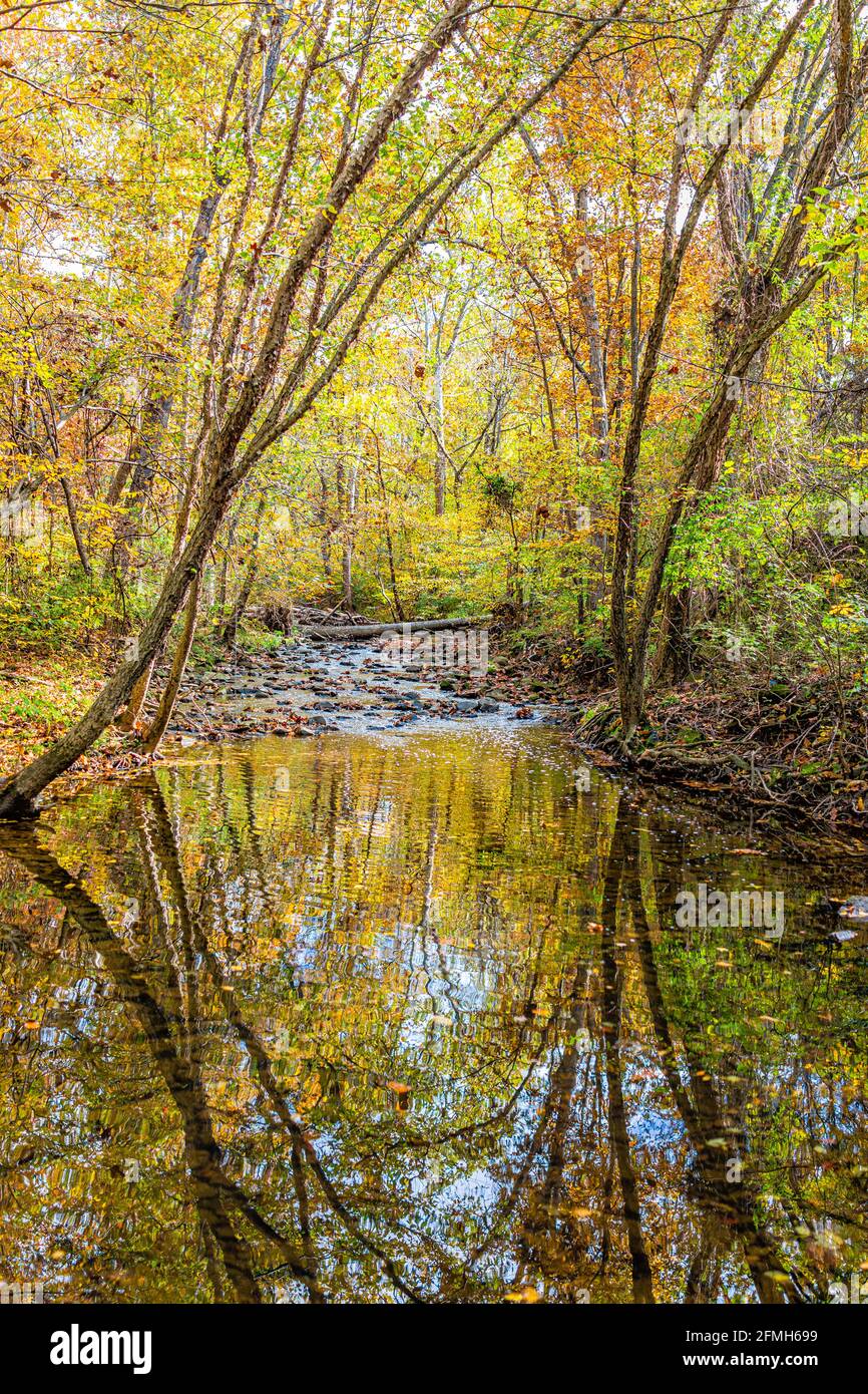 La natura della Virginia del Nord con la vista degli alberi di autunno di arancio giallo con river Reflection in Fairfax County colorful autunno fogliame su Sugarland Eseguire Stream va Foto Stock