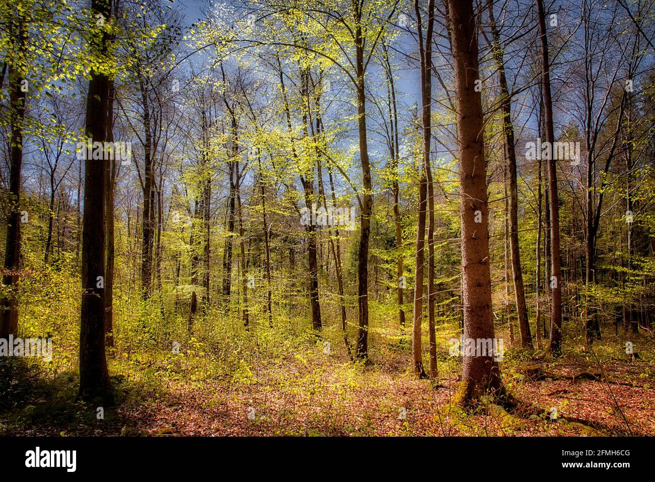 DE - BAVARIA: Primavera nella foresta di Pfannenholz vicino a Bad Toelz nella Valle d'Isar (HDR-Photography) Foto Stock