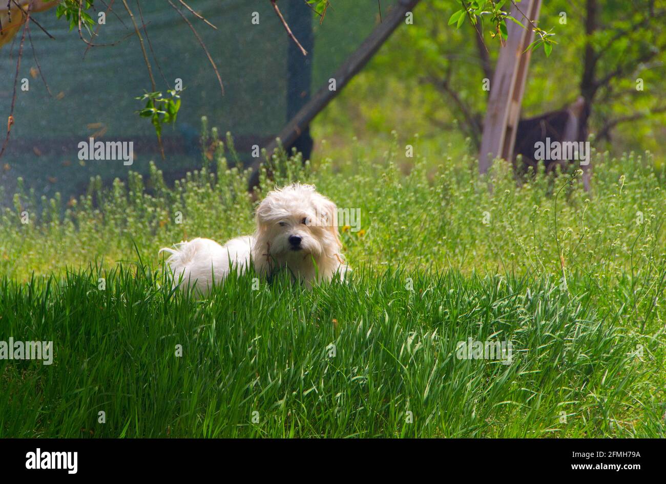 Giocoso piccolo cane bianco, Coton de Tulear - immagine Foto Stock