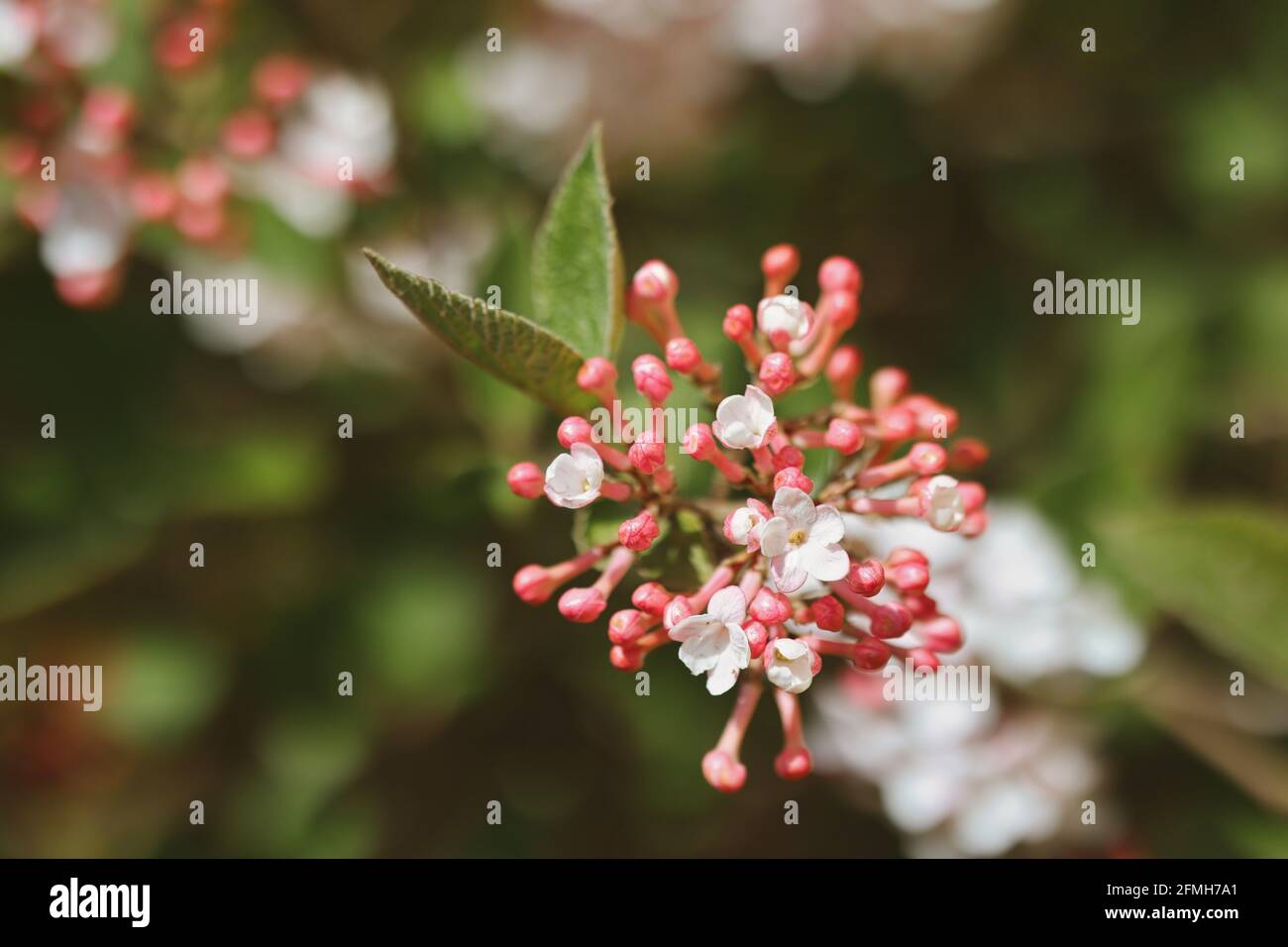 Primo piano di Arrowwood in Bloom. Gemme di Viburnum Carlesii nel Giardino di Primavera. Korean Spice Viburnum durante la primavera. Foto Stock