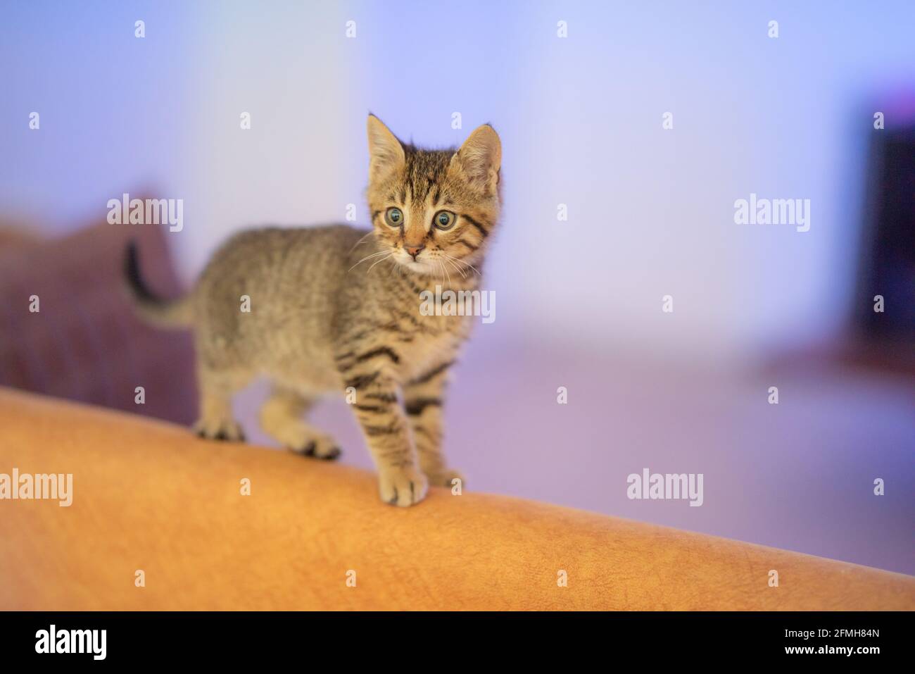 Gattino tabby guardando la fotocamera a casa su uno sfondo sfocato Foto Stock