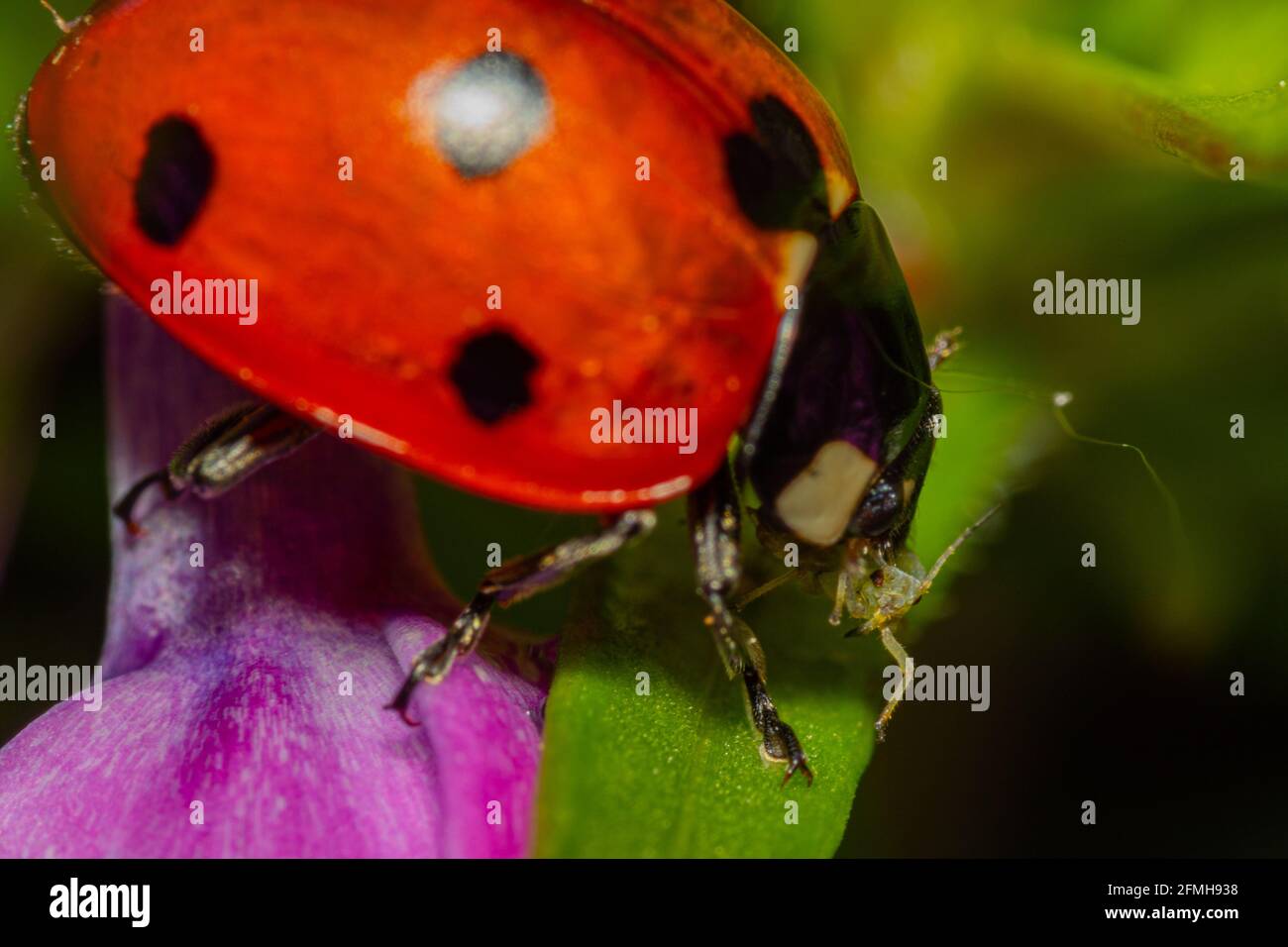 Ladybird mangiare una afide Foto Stock