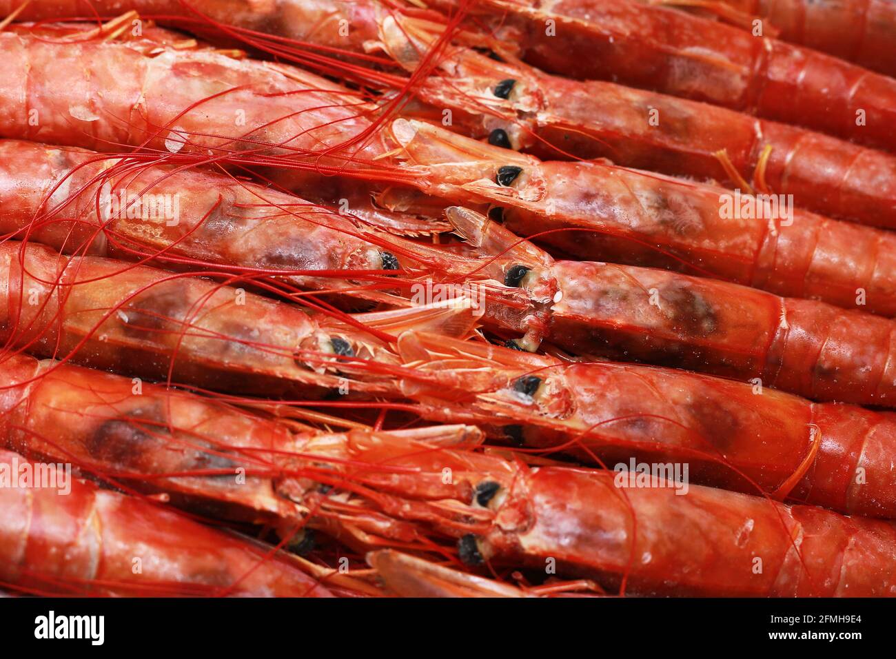 Primo piano fresco di langostine rosse grezze, Nefrops norvegicus, aragosta norvegese, gamberi della baia di Dublino o scampi Foto Stock