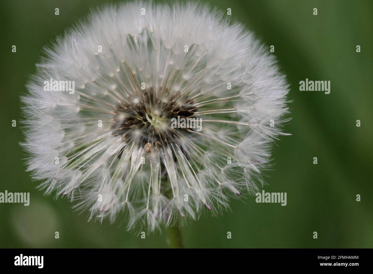 Profondità di campo poco profonda (messa a fuoco selettiva) e riprese macro con un segno di spunta su un dente di leone. Foto Stock