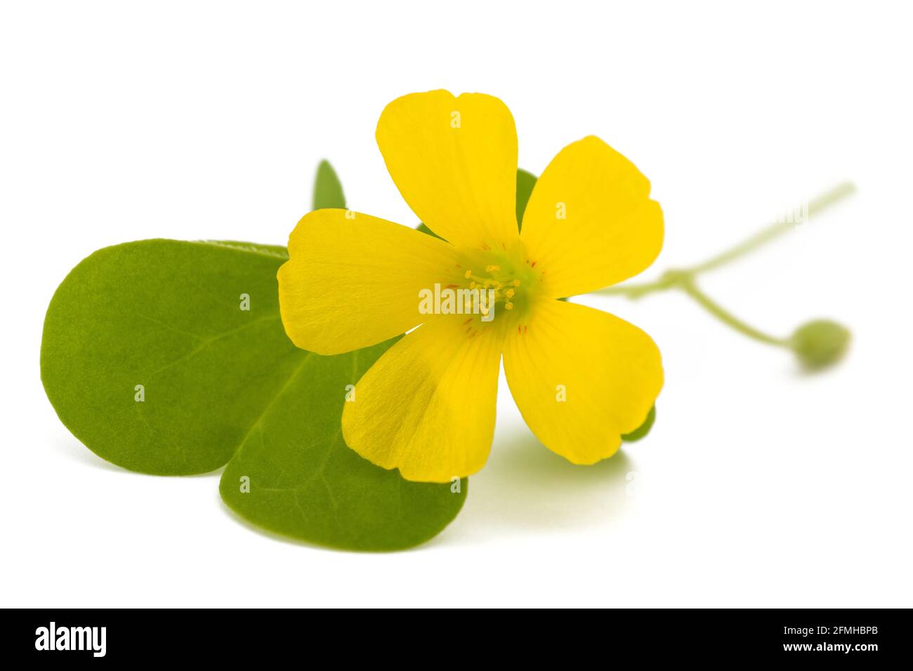 Fiore di legno giallo isolato su sfondo bianco Foto Stock