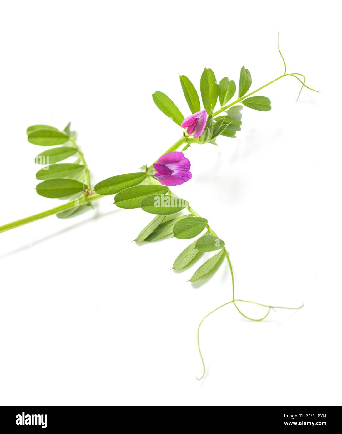 Pianta di vetch comune isolata su sfondo bianco Foto Stock