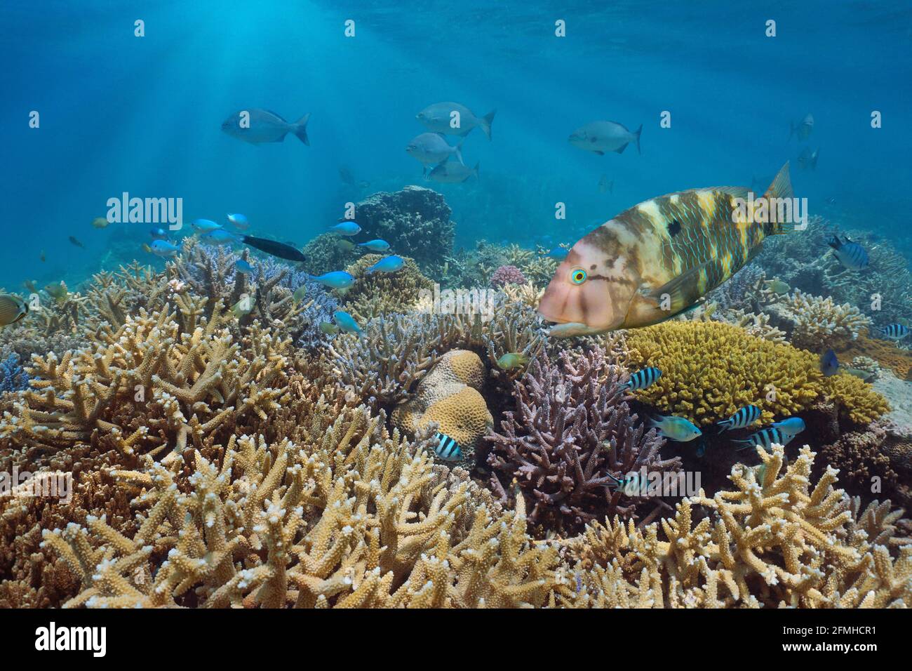 Barriera corallina sana con pesci tropicali nell'oceano Pacifico meridionale, Oceania Foto Stock