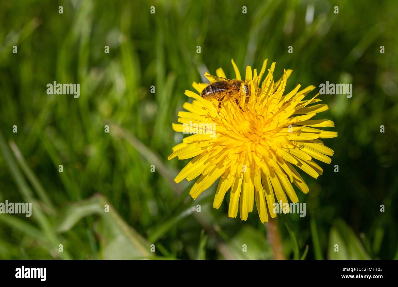 Un'ape di miele che alimenta il polline di dente di leone (Regno Unito). Foto Stock