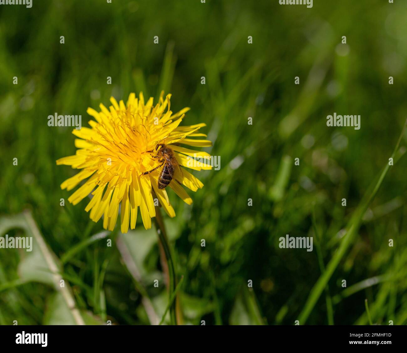Un'ape di miele che alimenta il polline di dente di leone (Regno Unito). Foto Stock