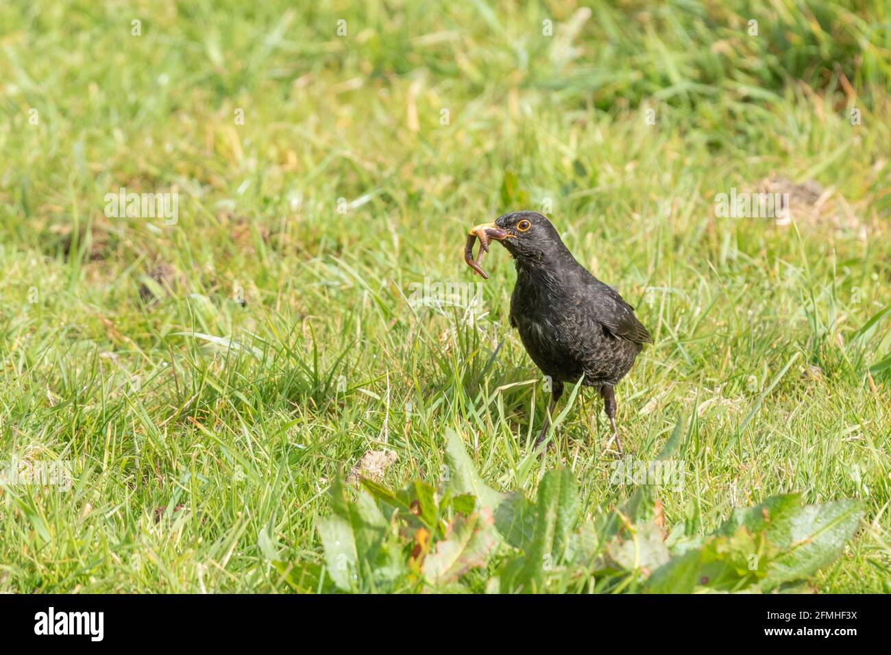 Una femmina di ricatto (UK) che mangia un verme di terra che ha appena scavato in su dal giardino. Foto Stock