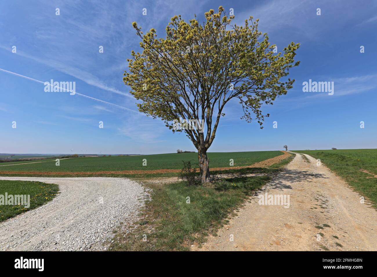 Un albero solitario a un bivio su due strade Foto Stock