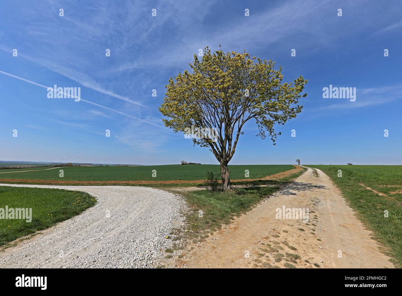 Un albero solitario a un bivio su due strade Foto Stock