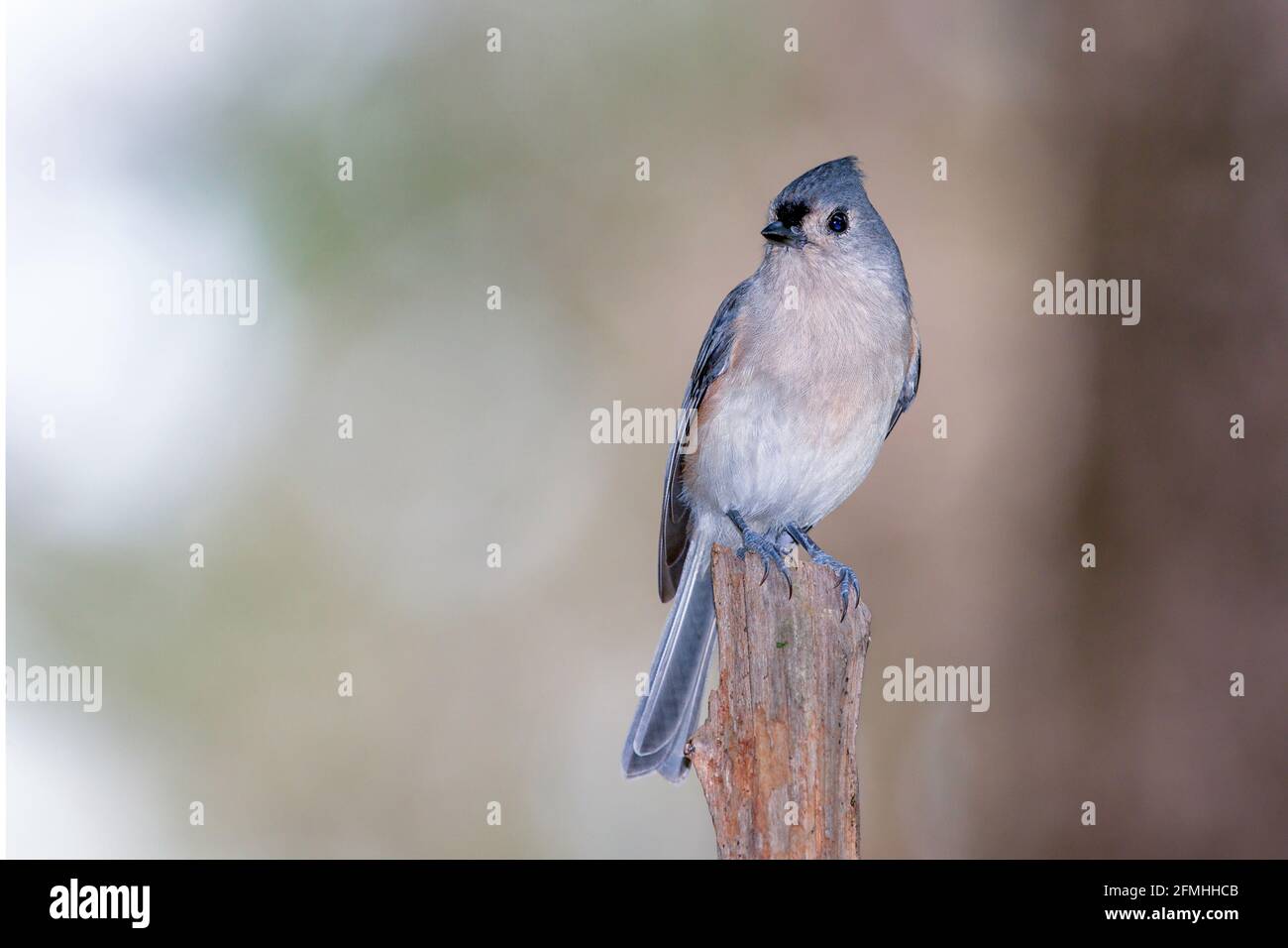 Titmouse con Tufted femmina Foto Stock