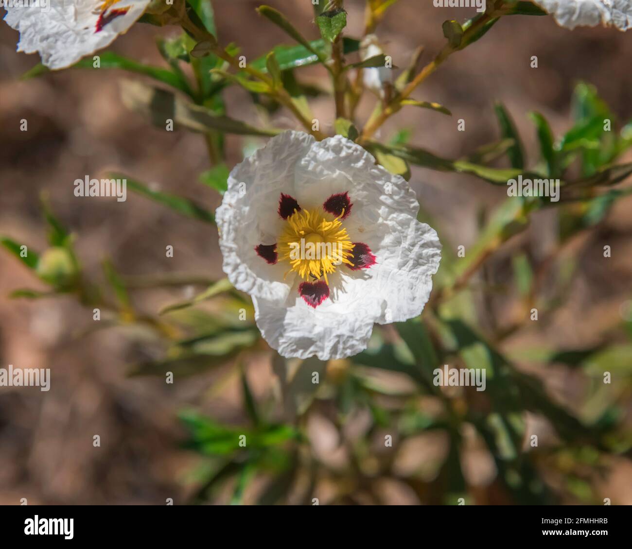 Closeup di una rosa arbustiva (Cistus ladanifer) a la Canada Flintridge, CA. Foto Stock