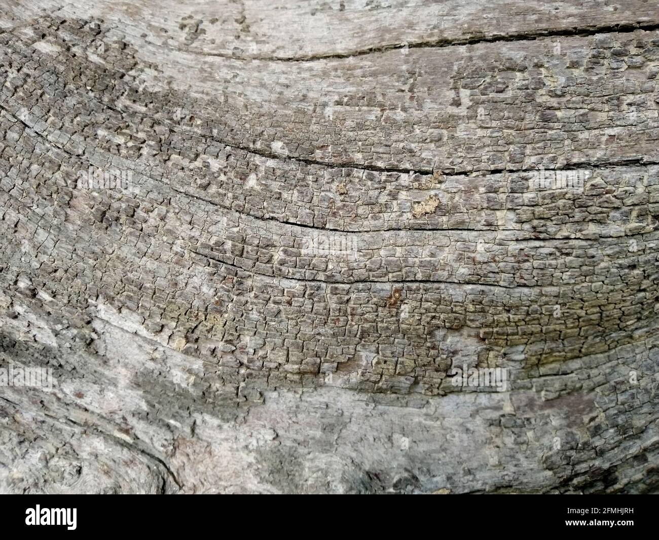 Legno asciutto grano di fondo. Lavoro di grano di legno naturale. Progettazione di Malta. Foto Stock