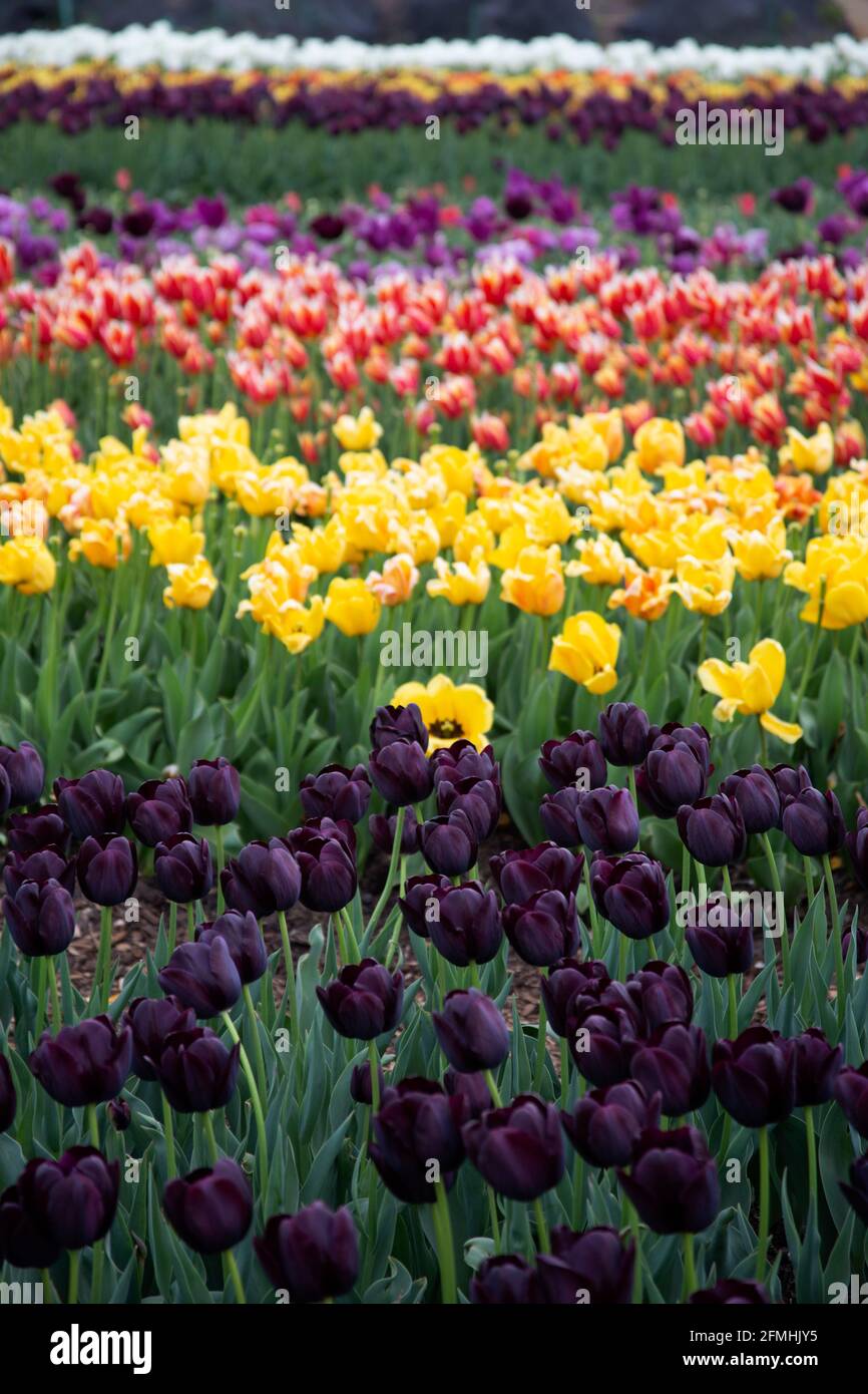 Esposizione di tulipani all'Hampton Court Palace, Primavera 2021, Inghilterra UK Foto Stock