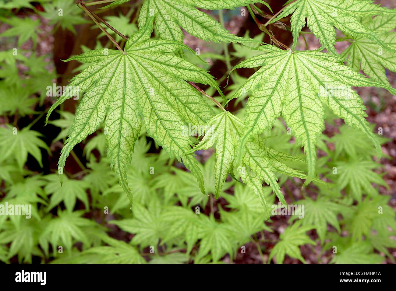 Acer palmatum ‘Shigitatsu sawaa’ acero giapponese Shigitatsu sawa – foglie ghostlike trasparenti di colore verde pallido fortemente venate, maggio, Inghilterra, Regno Unito Foto Stock