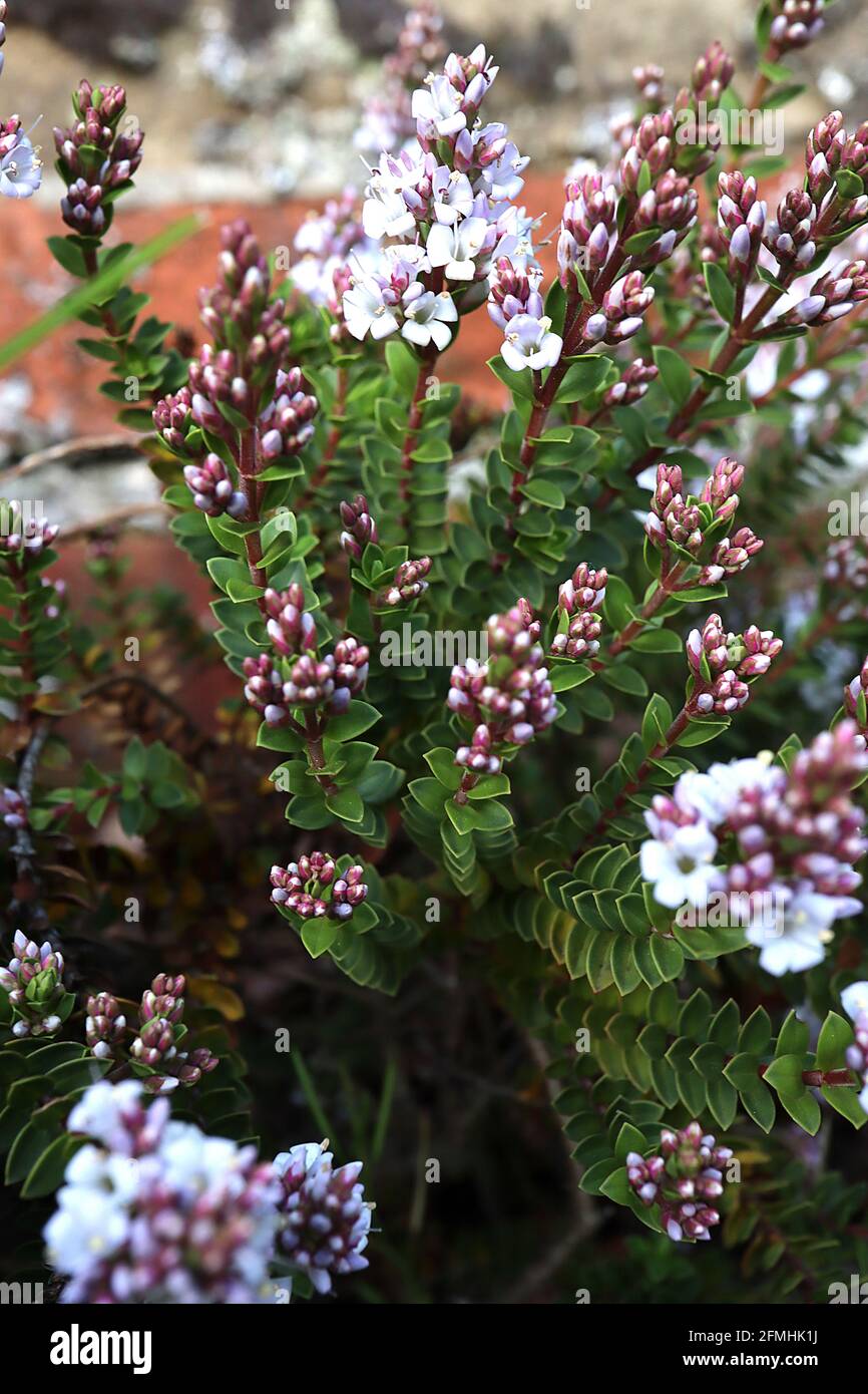 Hebe brachisiphon ‘Baby Marie’ arbusti veronica Baby Marie – fiori lilla molto pallidi e minuscole foglie lucide a forma di lancia, steli rossi, maggio, Inghilterra, Regno Unito Foto Stock