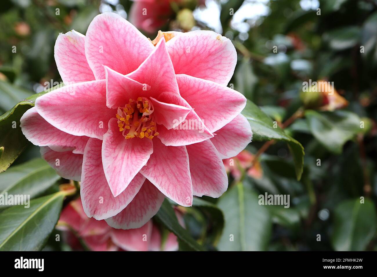 Camellia japonica ‘Yours Truly’ Japanese Camellia Yours Truly – fiori rosa fortemente venati con bordi bianchi, maggio, Inghilterra, Regno Unito Foto Stock