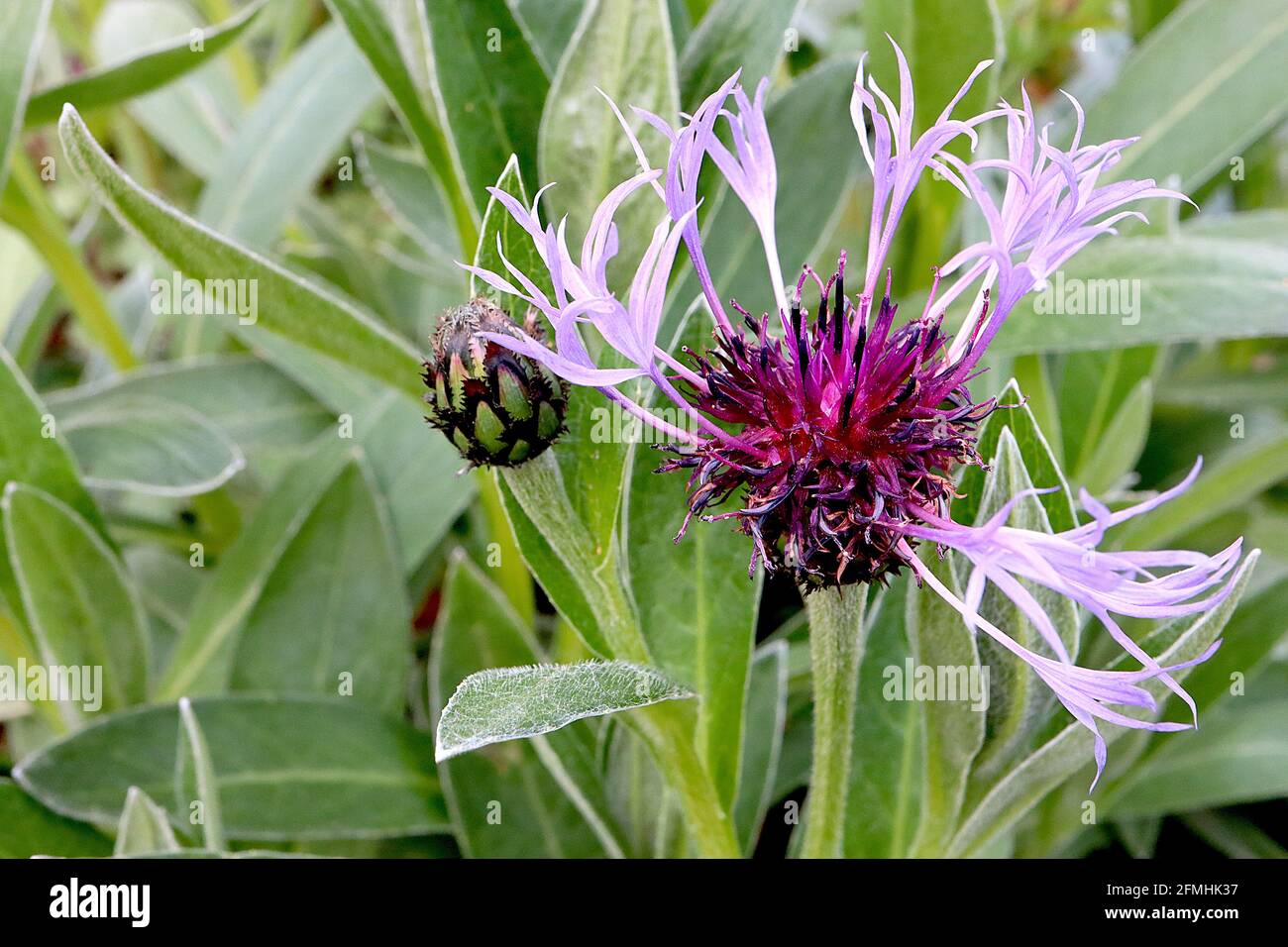 Centaurea montana ‘grandiflora perenne – fiori blu violacei radiali frangiati e foglie a forma di lancia, aprile, Inghilterra, Regno Unito Foto Stock