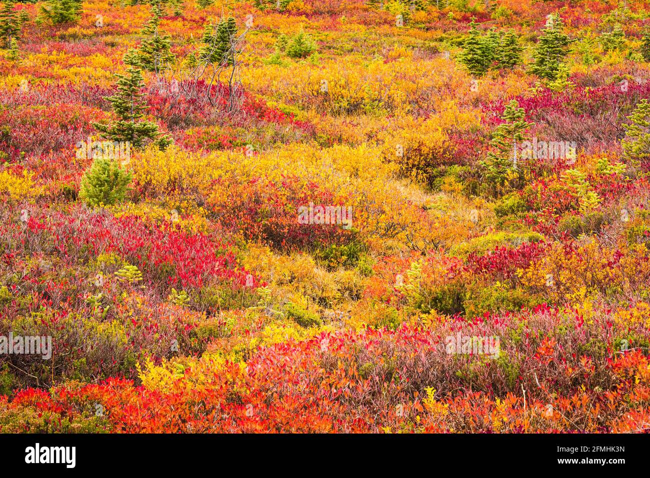 Colori autunnali al Paradise nel Mount Rainier National Park con un tappeto di colore mentre la vegetazione diventa un array di colori dorati Foto Stock