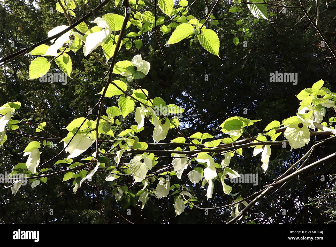 Davidia involucrata ‘Sonomaa’ Manciardatura – fiori verdi pallidi con antere rosse racchiuse da bracche a foglia bianca cremosa, foglie verdi vivide, Foto Stock