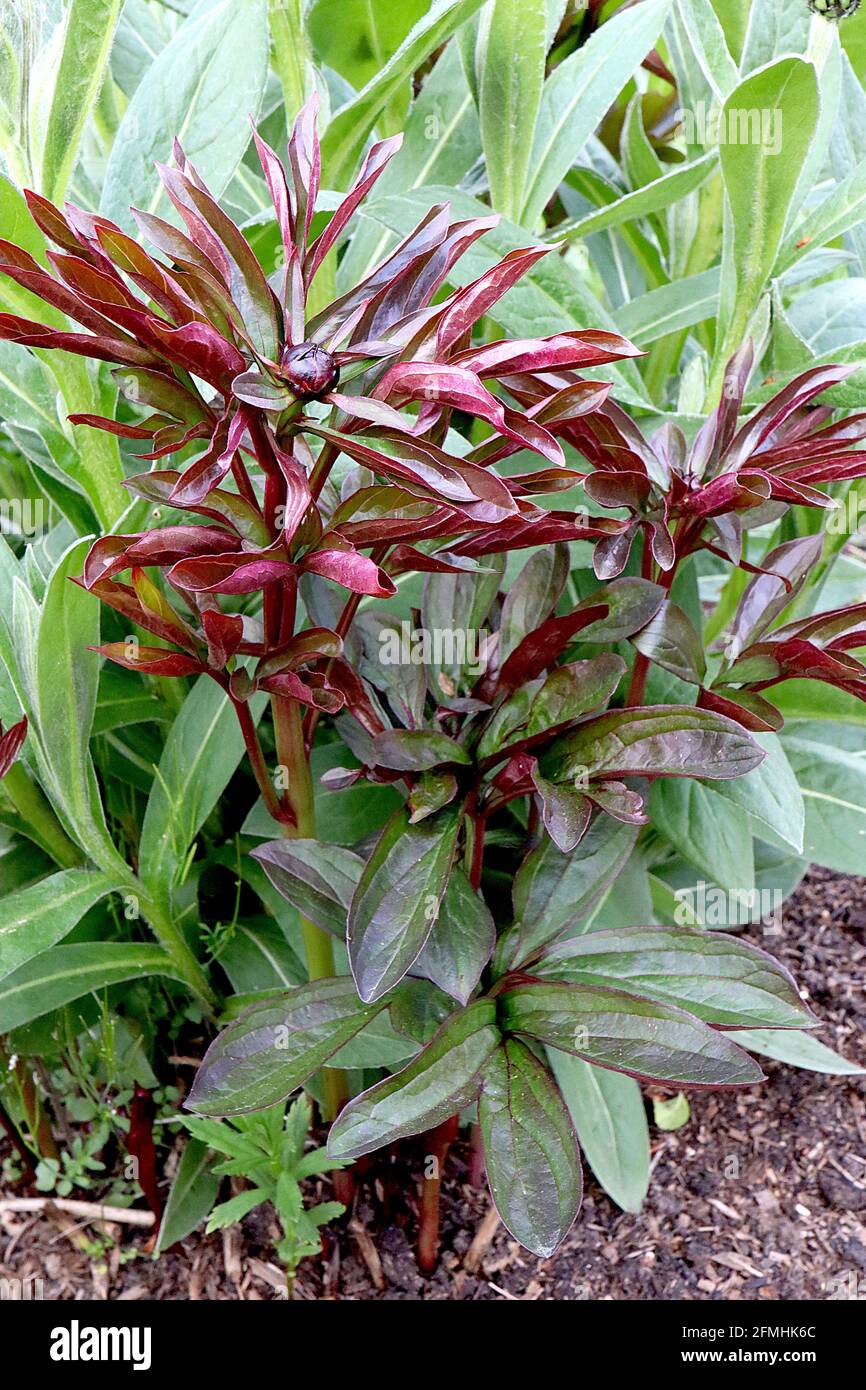 Paeonia lactiflora ‘Hot Chocolate’ Peony Hot Chocolate – foglie rosse viola a forma di lancia e boccioli di fiori, maggio, Inghilterra, Regno Unito Foto Stock