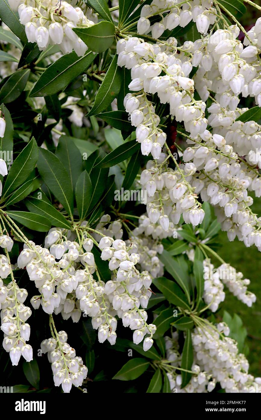 Pieris japonica ‘Temple Bells’ Japanese Andromeda Temple Bells – fiori bianchi a forma di urna con palchi verdi e foglie di verde scuro, maggio, Inghilterra, Foto Stock