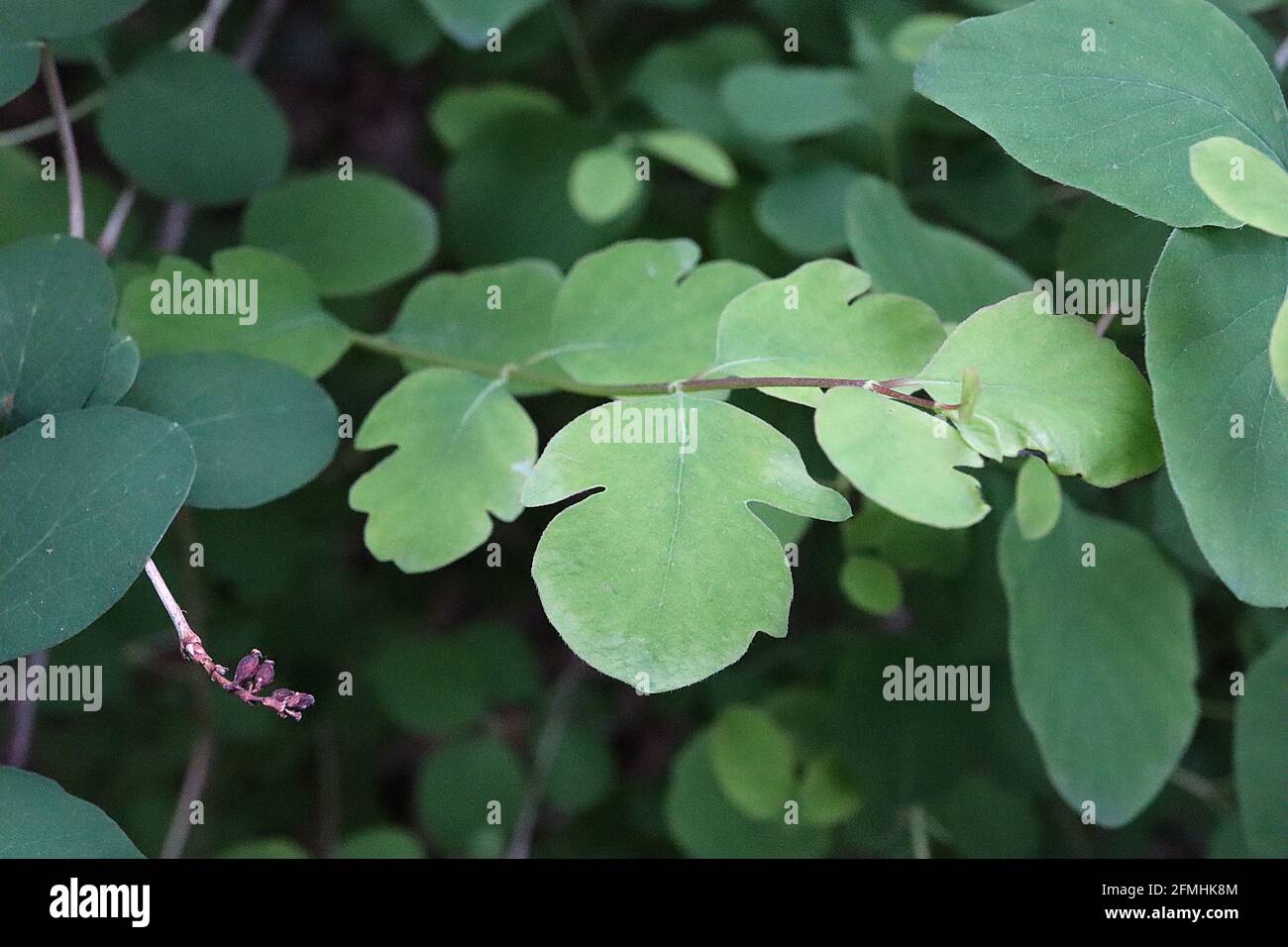Symphoricarpos albus var. Laevigatus lascia solo la comune uva spina – foglie ovate con margini ondulati lobati, maggio, Inghilterra, Regno Unito Foto Stock