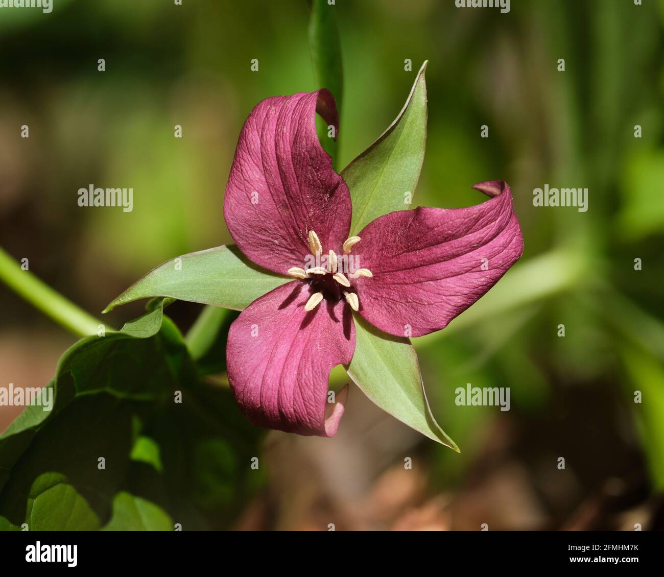 Un singolo Trillio viola (Trillio erectum) in fiore nella foresta in Ontario, Canada Foto Stock